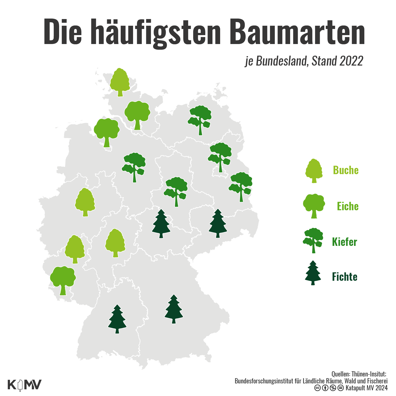 Dargestellt werden anhand einer Deutschlandkarte die häufigste Baumart je Bundesland. Für MV, Niedersachsen, Sachsen-Anhalt, Berlin und Brandenburg ist es die Kiefer. Für Sachsen, Thüringen, Bayern und Baden-Württemberg ist es die Fichte. Für Hessen, Rheinland-Pfalz, Nordrhein-Westfalen und Schleswig-Holstein ist es die Buche. Für Hamburg, Bremen und Saarland ist es die Buche. 