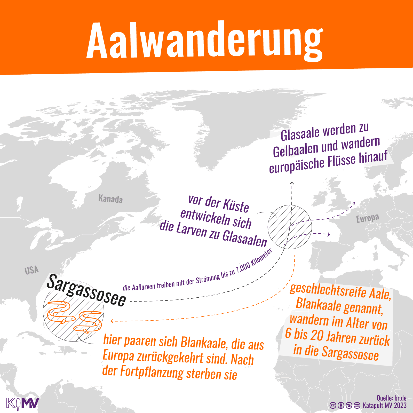 Karte der Aalwanderung. Von der Sargassosee östlich der USA aus treiben die Aallarven mit der Strömung bis zu 7.000 Kilometer. Vor der Westküste Europas entwickeln sich die Larven zu Glasaalen. Glasaale werden zu Gelbaalen und werden europäische Flüsse hinaus. Geschlechtsreife Aale, Blankaale genannt, wandern im Alter von 6 bis 20 Jahren zurück in die Sargassosee. Hier paaren sich Blankaale, die aus Europa zurückgekehrt sind. Nach der Fortpflanzung sterben sie.