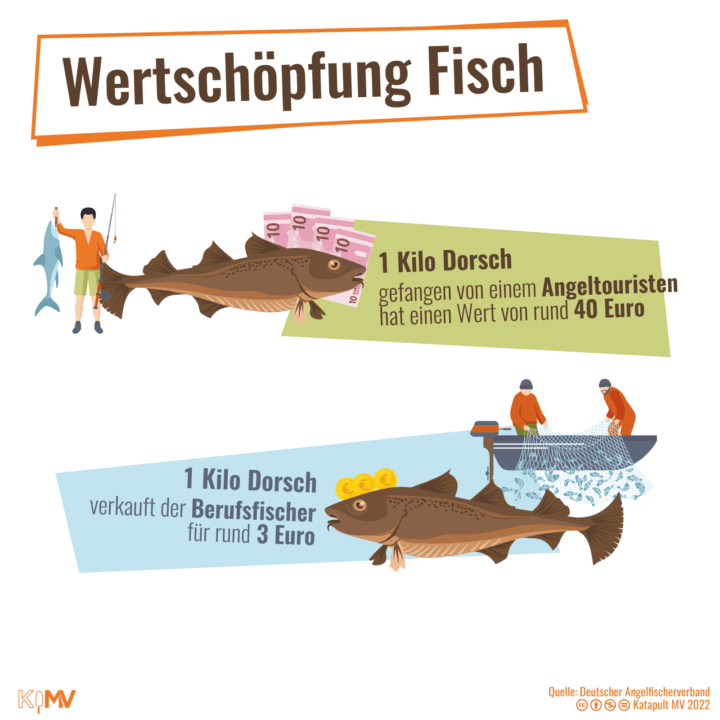 Wertschöpfung Fisch: Ein Kilo Dorsch gefngen von einem Angeltouristen hat einen Wert von rund 40 Euro