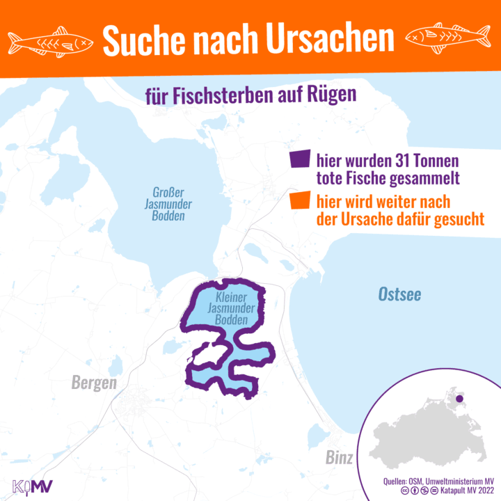 Suche nach Ursachen für Fischsterben auf Rügen