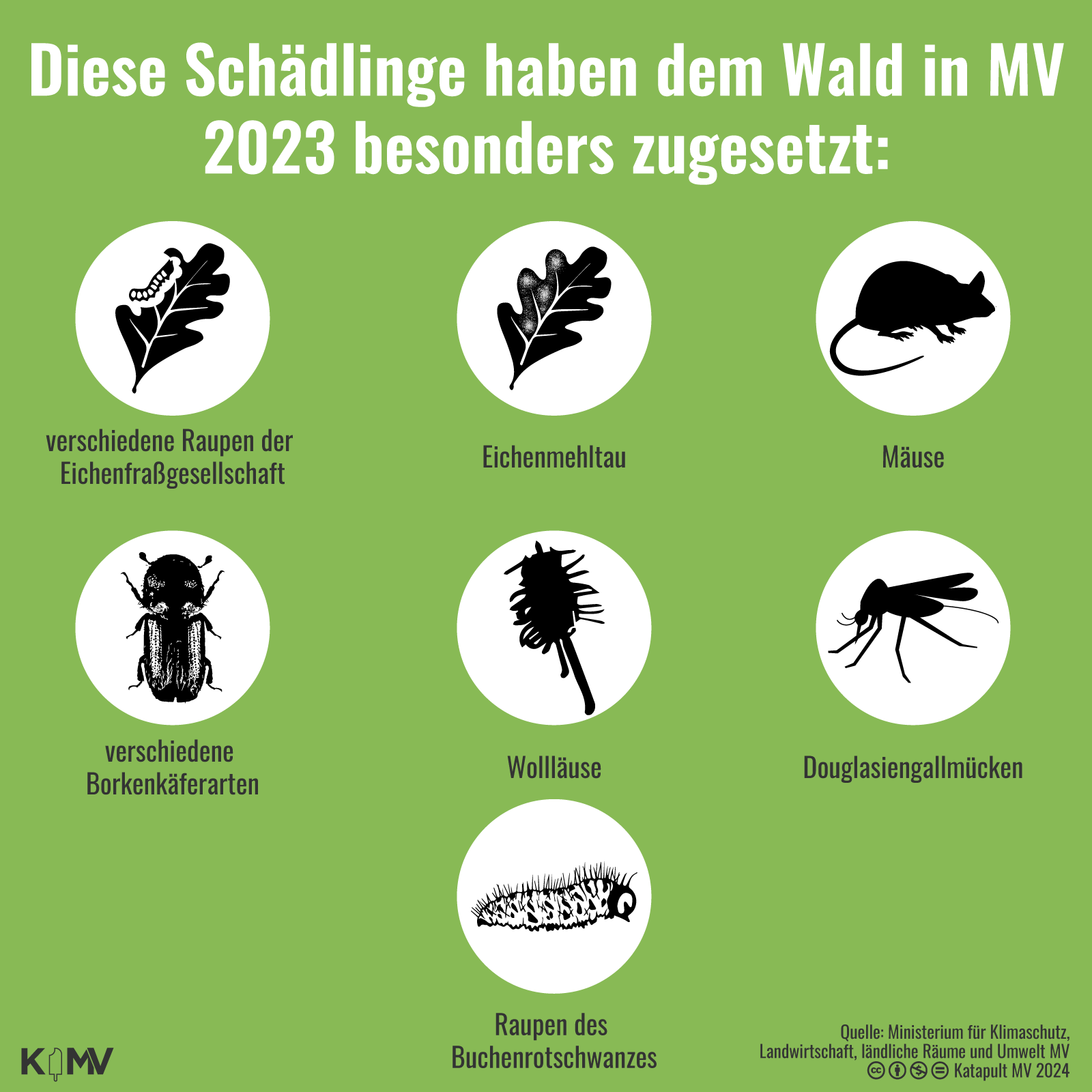 Die Grafik zeigt die sieben Schädlinge, die MVs Wälder im Jahr 2023 besonders betroffen haben. Sie sind anhand von Symbolen aufgelistet: Es sind verschiedene Raupen der Eichenfraßgesellschaft, Eichenmehltau, Mäuse, verschiedene Borkenkäferarten, Wollläuse, Douglasienmücken und Raupen des Buchenrotschwanzes. 